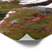 Poster Érable japonais gris coloré (Coin)