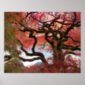 Poster Érable japonais gris coloré (Devant)