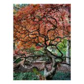 Poster Érable japonais tordu (Devant)