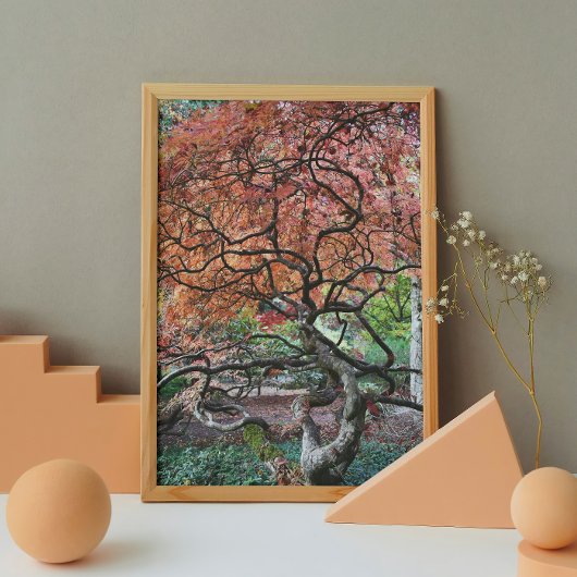 Poster Érable japonais tordu