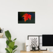 Poster Érable rouge (Acer rubrum) feuille rouge en automn (Bureau à domicile)