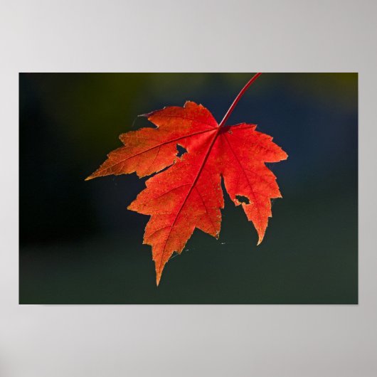 Poster Érable rouge (Acer rubrum) feuille rouge en automn (Devant)