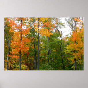Poster Érables en automne Photographie de la nature