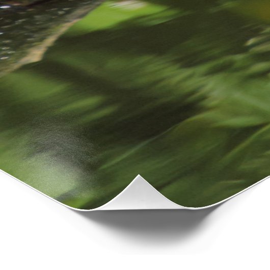 Poster Erithacus rubecula (Coin)