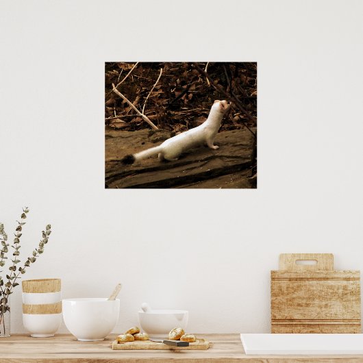 Poster Ermine (Cuisine)