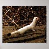 Poster Ermine (Devant)
