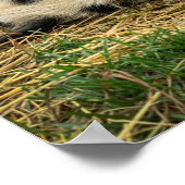 Poster Ernest & Sassy Print ! (Coin)