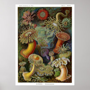 Poster Ernst Haeckel