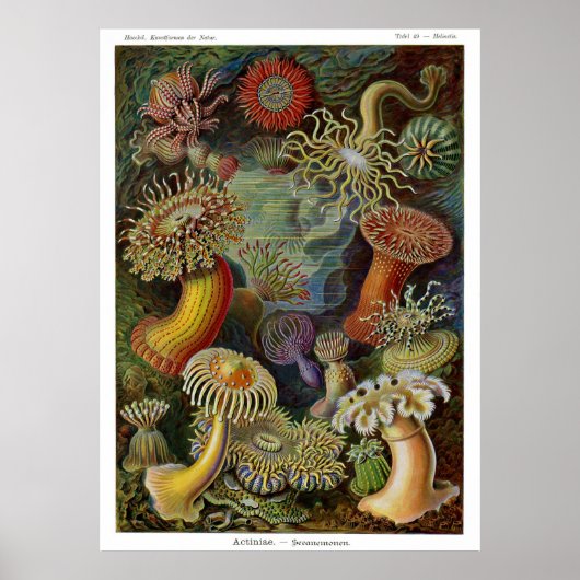 Poster Ernst Haeckel (Devant)