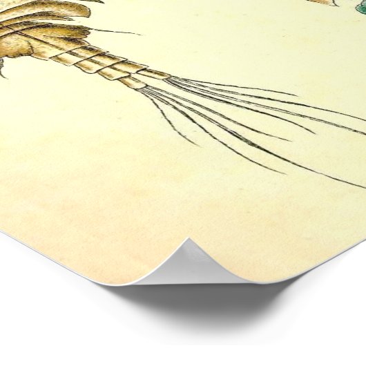 Poster Ernst Haeckel (Coin)