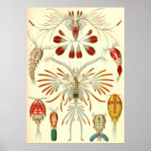 Poster Ernst Haeckel (Devant)
