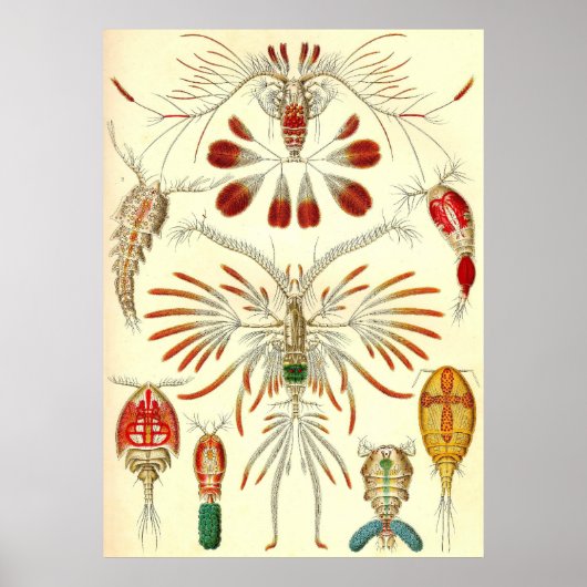 Poster Ernst Haeckel (Devant)