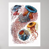 Poster Ernst Haeckel (Devant)
