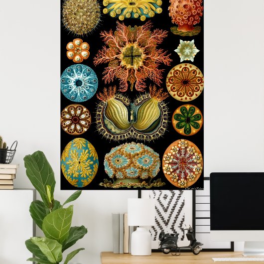 Poster Ernst Haeckel ~ Actiniae (Bureau à domicile)