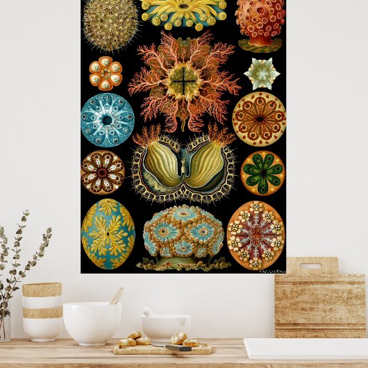 Poster Ernst Haeckel ~ Actiniae (Cuisine)