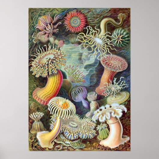 Poster Ernst Haeckel Actiniae (Devant)