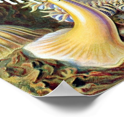 Poster Ernst Haeckel Actiniae (Coin)