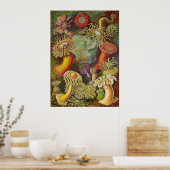 Poster Ernst Haeckel - Actiniae Anemones (Cuisine)