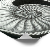 Poster Ernst Haeckel - Ammonitida (Coin)