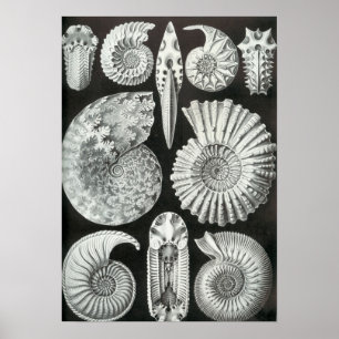 Poster Ernst Haeckel - Ammonitida