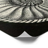 Poster Ernst Haeckel - Ammonitida (Coin)