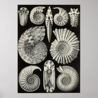Poster Ernst Haeckel - Ammonitida