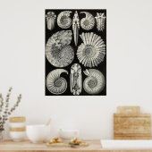 Poster Ernst Haeckel - Ammonitida (Cuisine)