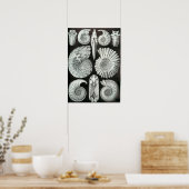 Poster Ernst Haeckel Ammonitida fossiles (Cuisine)