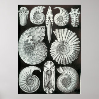 Poster Ernst Haeckel Ammonitida fossiles