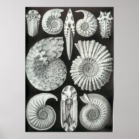Poster Ernst Haeckel Ammonitida fossiles (Devant)