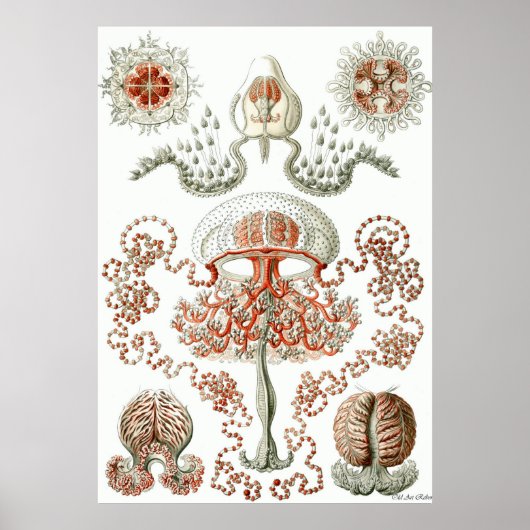 Poster Ernst Haeckel ~ Anthomedusae (Devant)