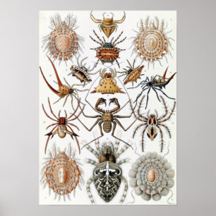Poster Ernst Haeckel Arachnida