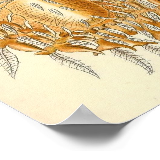 Poster Ernst Haeckel - Arachnida (Coin)