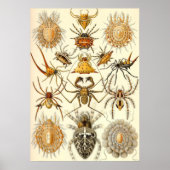 Poster Ernst Haeckel - Arachnida (Devant)