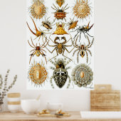 Poster Ernst Haeckel ~ Arachnida (Cuisine)