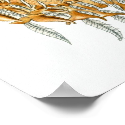 Poster Ernst Haeckel ~ Arachnida (Coin)