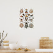 Poster Ernst Haeckel Arachnida Ariders (Cuisine)