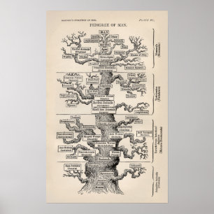 Poster Ernst Haeckel Arbre de vie Pedigree of Man voluti