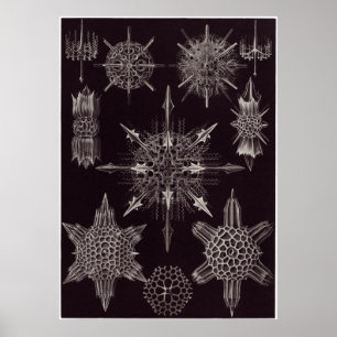 Poster Ernst Haeckel Art Imprimer : Acanthophracta