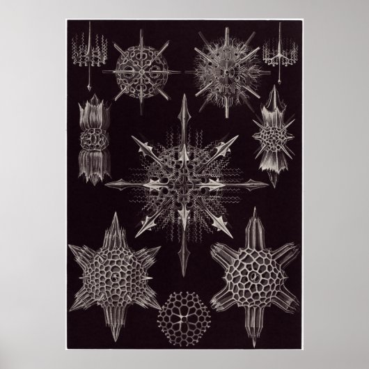 Poster Ernst Haeckel Art Imprimer : Acanthophracta (Devant)