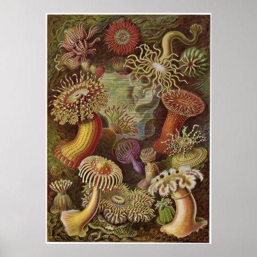 Poster Ernst Haeckel Art Imprimer : Actiniae (Devant)
