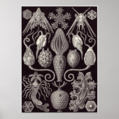 Poster Ernst Haeckel Art Imprimer : Amphoridea (Devant)