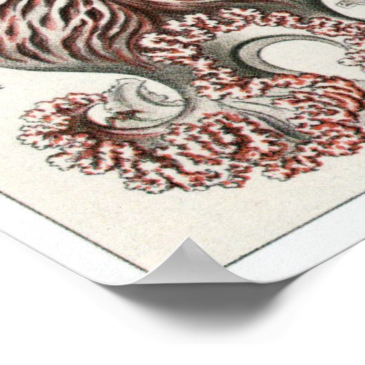 Poster Ernst Haeckel Art Imprimer : Anthomedusae (Coin)