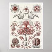 Poster Ernst Haeckel Art Imprimer : Anthomedusae (Devant)