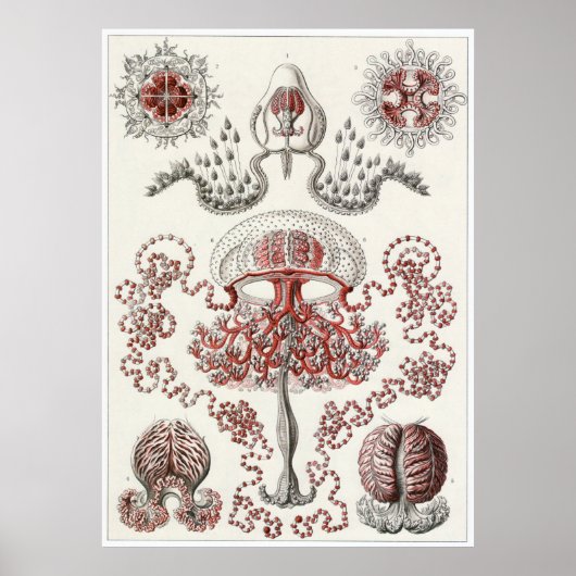 Poster Ernst Haeckel Art Imprimer : Anthomedusae (Devant)