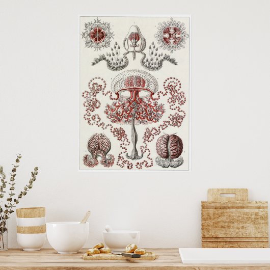 Poster Ernst Haeckel Art Imprimer : Anthomedusae (Cuisine)