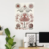 Poster Ernst Haeckel Art Imprimer : Anthomedusae (Bureau à domicile)