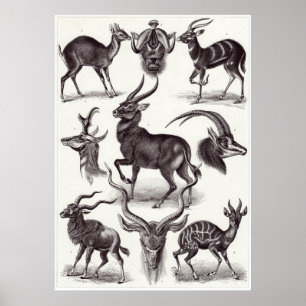 Poster Ernst Haeckel Art Imprimer : Antilopina