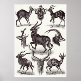 Poster Ernst Haeckel Art Imprimer : Antilopina