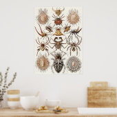 Poster Ernst Haeckel Art Imprimer : Arachnida (Cuisine)